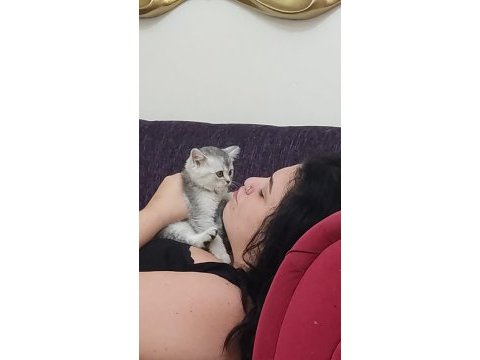 3 aylık uysal oyuncu kedı