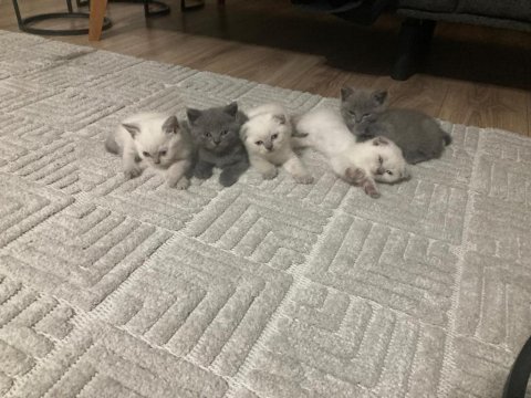 A kalite british shorthair yavrular sahiplendirilecektir