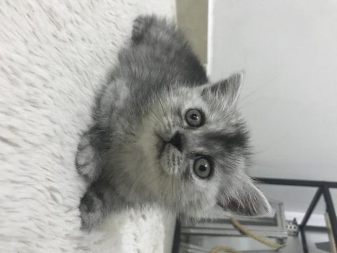 Yavru masum british shorthair