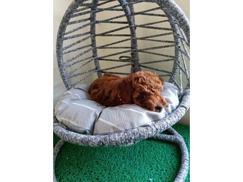 Toy poodle yavrularımız