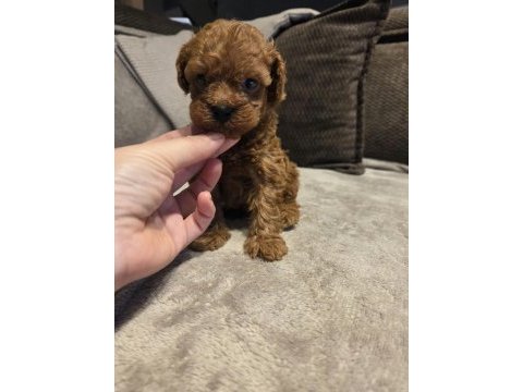 Mini toy poodle