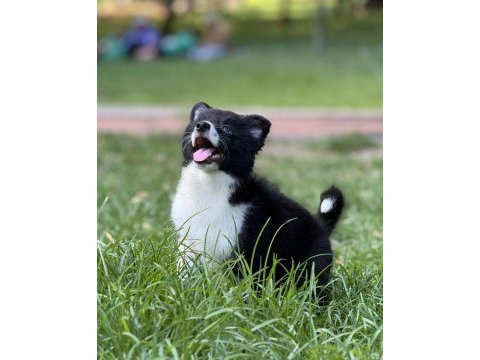 A kalite yavru köpekler