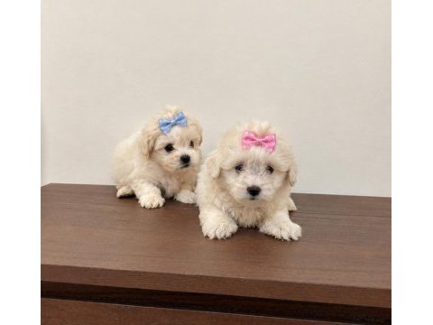 Teacup maltipoo bebekler