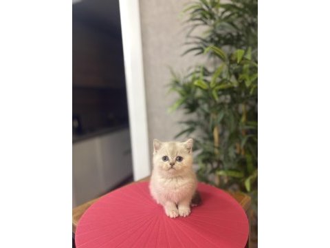 A kalite brıtısh shorthair yavrularım 