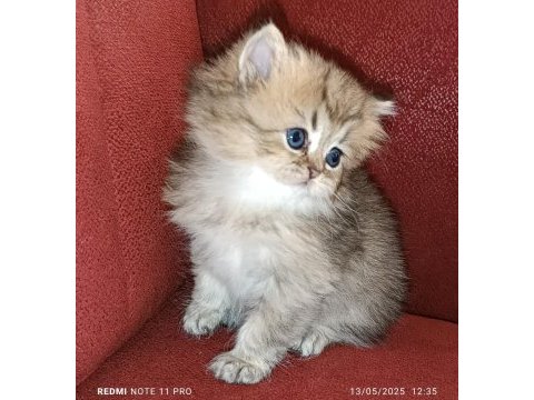 British longhair golden ny25 dişi yavrular