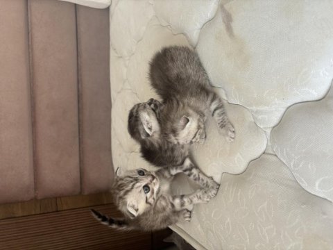 Scottish fold mearbel cins