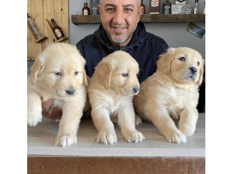 Bebek yüzlü golden retriever bebekler