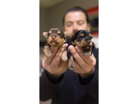 Safkan ırk garantili yorkshire terrier bebekler