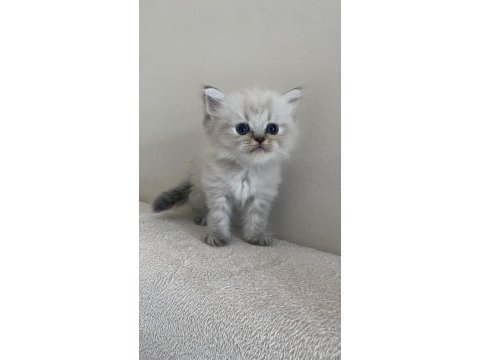 British shorthair 1.5 aylık dişi