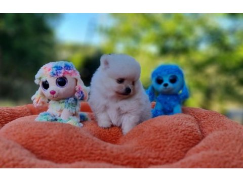 Tedyface pomeranian yavrularımız