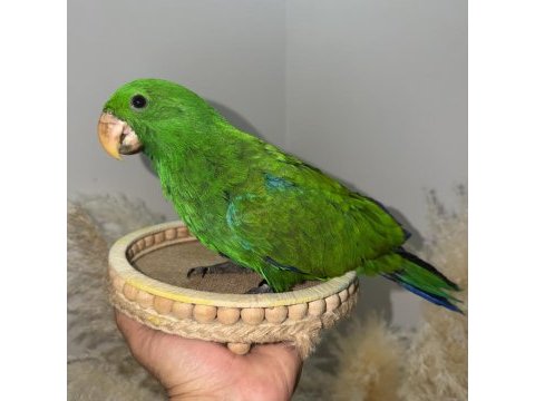 Eclectus papağanı yavru