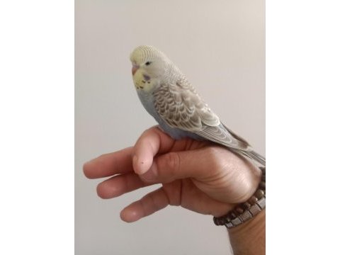 Dişi şov muhabbet kuşu yavrum