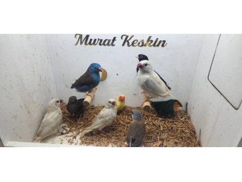Her türden salmaya alışık finch