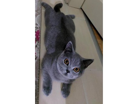Ücretsiz british shorthair 3 yaş