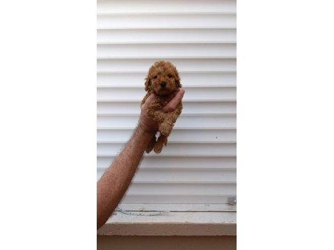 Tea cup poodle