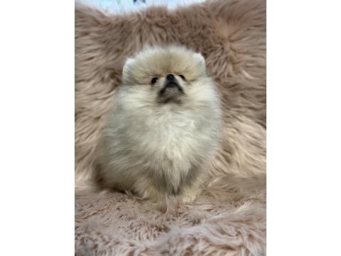 Ukrayna girişli orjinal pomeranian boo