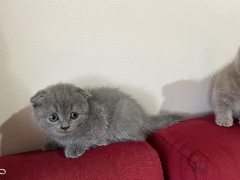 Ev scottish fold kızımızın 5 yavrusu yuvasını