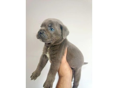 Mastiff dev bebekler