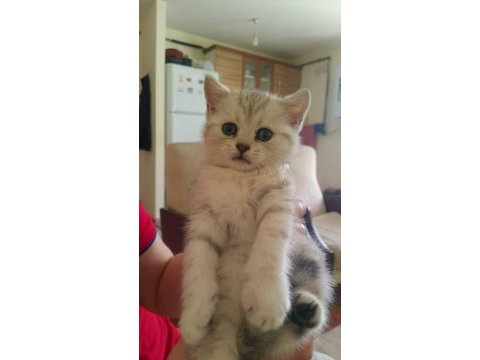 3 erkek ve 1 dişi british shorthair