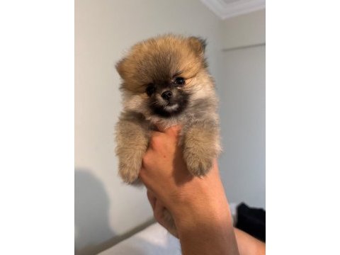 Pomeranıan boo ayı surat