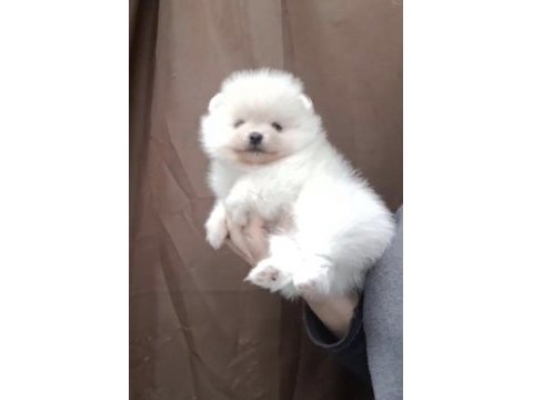 Pomeranian boo köpeğimiz