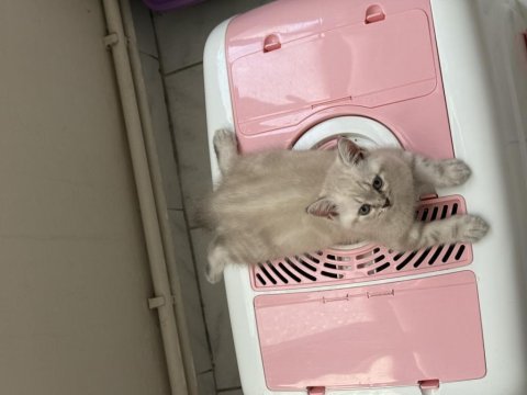 Mama ve bakım (uyguna) british shorthair