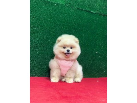 Sahibinden pomeranian yavruları