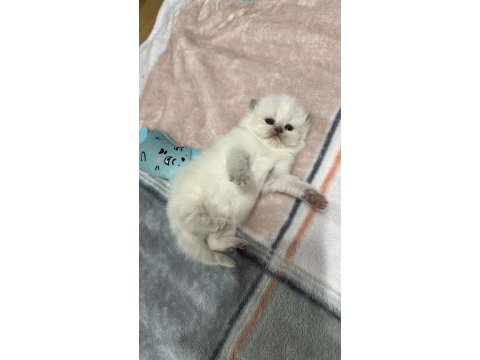 Safkan ırk sağlık garantili british longhair kediler