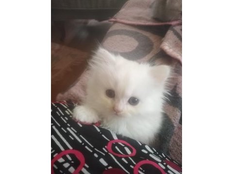 Yavru british longhair