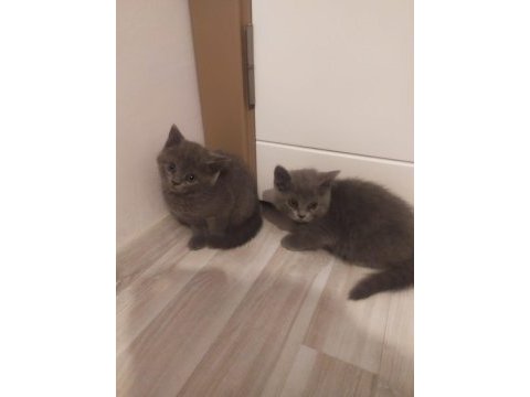 5 adet scottish fold yavru kediler