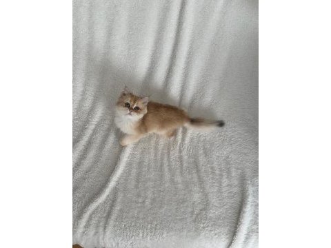 Saf kan british shorthair golden kızımız teslime hazır