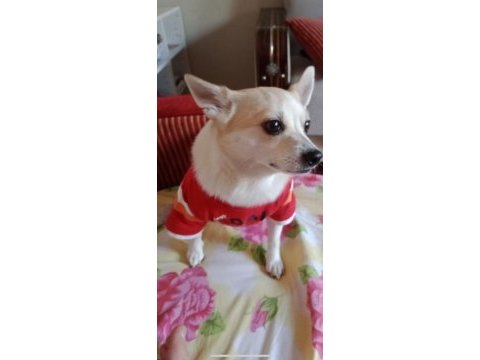 1 yaşında pinscher acil ankara mamak