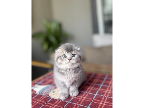 Scottısh fold ayı surat yavrularım 