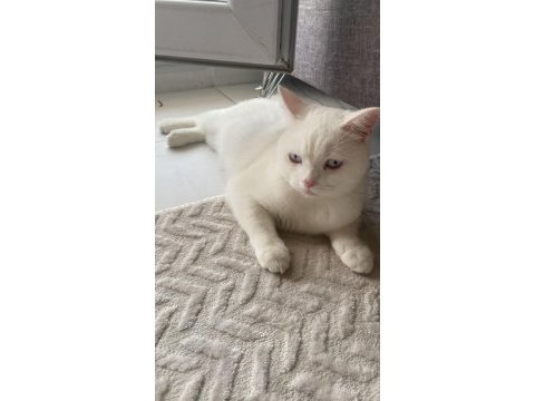 Beyaz british shorthair meleğim
