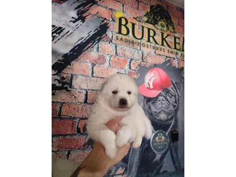 Samoyed bebekler için acele edin