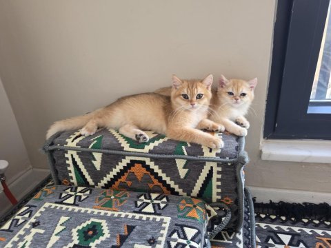 Safkan a kalite british shorthair golden yavrular