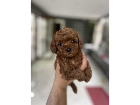 0 teacup kore özel poodle yavru