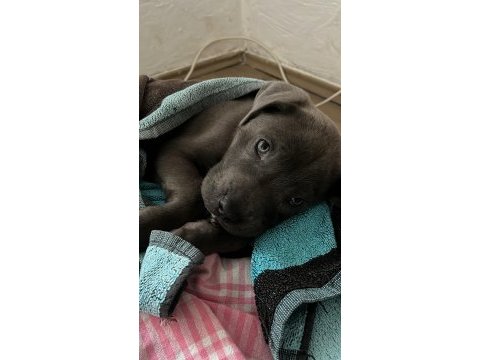 Cane corso yavrusu 2 aylık