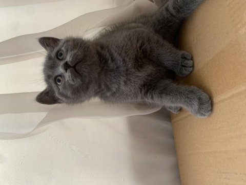 British shorthair topidik yeni yuvasını arıyor