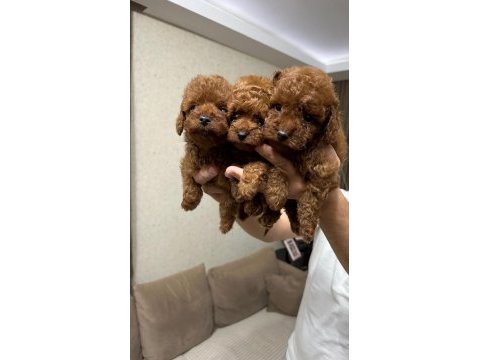 Red brown toy poodle bebekler