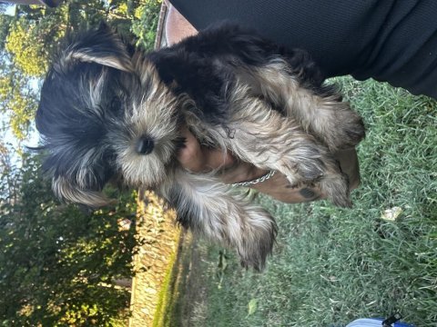 Orjinal güzeller güzeli teacup yorkshire terrier