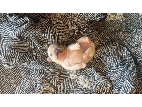 Anatomi harikası egzotik french bulldog