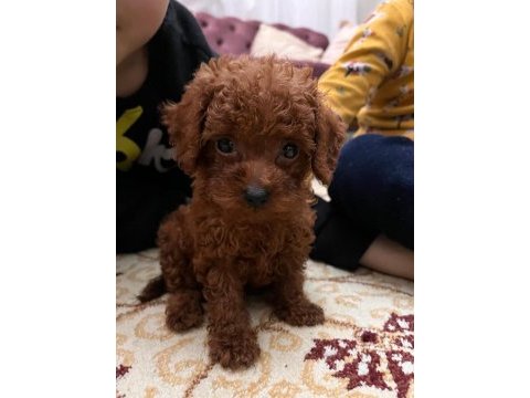 Toy poodle kore cinsi