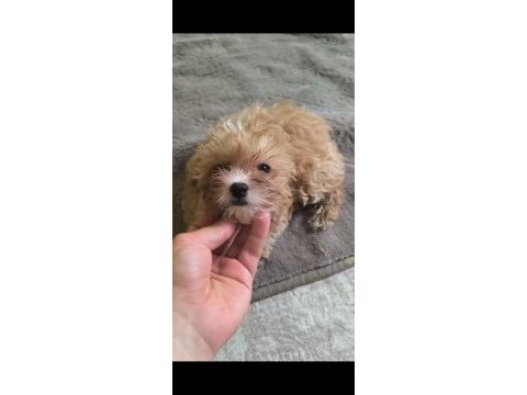 Avuç içi kadar maltipoo mutluluk