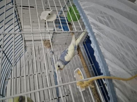 Renk güzeli dişi yavru uysal muhabbet kuşu