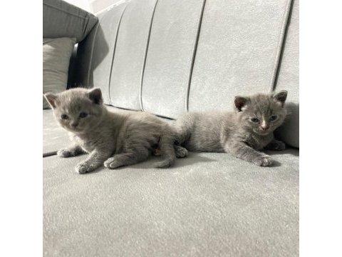 British shorthair cins minikler