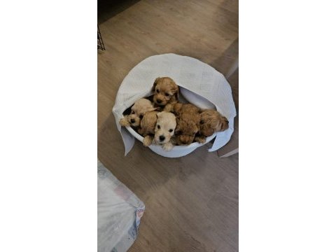 Maltipoo ve poodle yavrular