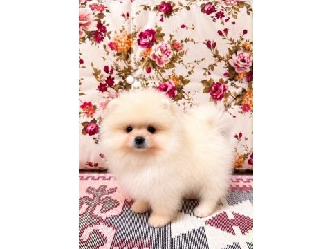 Ayı surat dişi pomeranian boo yavru