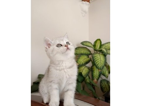 Güzel british shorthair kızımız badem