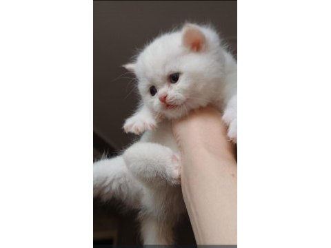 British shorthair safkan yavrular
